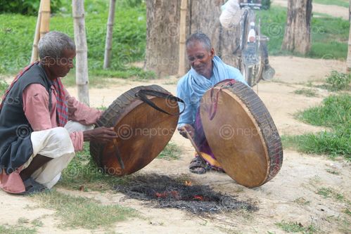 Find  the Image Special,musical,instrument,known,as,Dafala,used,during,the,rice,growing,season,(Ashadh,month),in,Terai,region,of,Nepal and other Royalty Free Stock Images of Nepal in the Neptos collection.