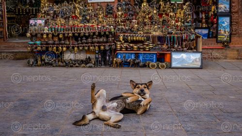Find  the Image Dog,posing,at,the,camera. and other Royalty Free Stock Images of Nepal in the Neptos collection.