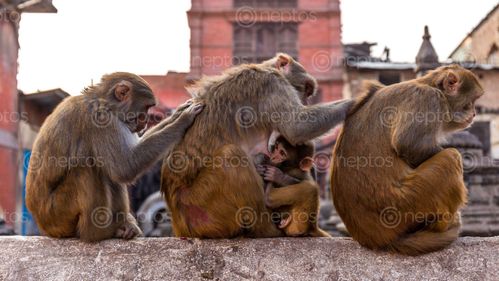 Find  the Image TEAMWORK
Monkeys,taking,care,of,each,other. and other Royalty Free Stock Images of Nepal in the Neptos collection.