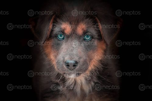 Find  the Image Dog,members,are,those,who,remain,beside,us,in,every,thick,and,thin,. and other Royalty Free Stock Images of Nepal in the Neptos collection.