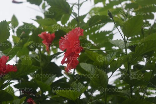 Find  the Image Hibiscus,flower,glowing and other Royalty Free Stock Images of Nepal in the Neptos collection.