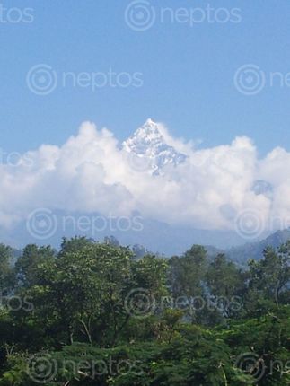 Find  the Image Machhapuchhre,shy,view and other Royalty Free Stock Images of Nepal in the Neptos collection.