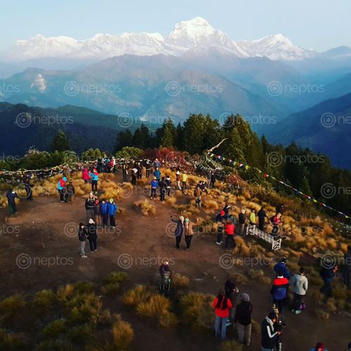 Find  the Image Beautiful,poonhill,situated,in,myagdi,district,of,nepal,. and other Royalty Free Stock Images of Nepal in the Neptos collection.