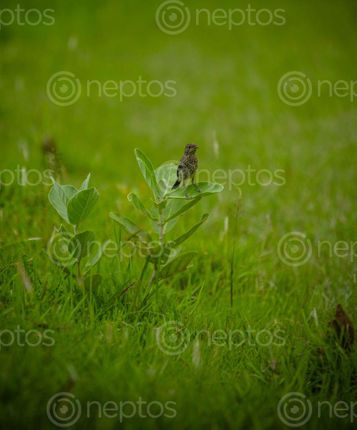 Find  the Image Bird,Resting,On,Leaf. and other Royalty Free Stock Images of Nepal in the Neptos collection.