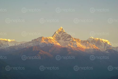 Find  the Image Fishtail,seen,from,sarangkot and other Royalty Free Stock Images of Nepal in the Neptos collection.