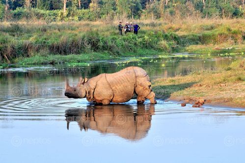 Find  the Image A,One-horned,rhino,crossing,river,at,Chitwan,National,Park. and other Royalty Free Stock Images of Nepal in the Neptos collection.