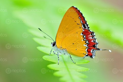 Find  the Image Himalayan,Purple,Shapphire,(Heliophorus,epicles,latilimbata).,Nepal,is,home,to,more,than,600,butterfly,species.,I,have,captured,nearly,150,butterfly,species,of,Nepal. and other Royalty Free Stock Images of Nepal in the Neptos collection.