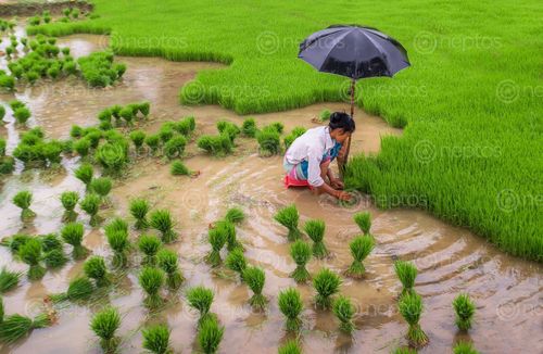 Find  the Image woman,farmer,gather,paddy,seedling,fields,terai,nepal  and other Royalty Free Stock Images of Nepal in the Neptos collection.