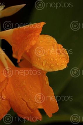 Find  the Image droplets,yellow,petals  and other Royalty Free Stock Images of Nepal in the Neptos collection.