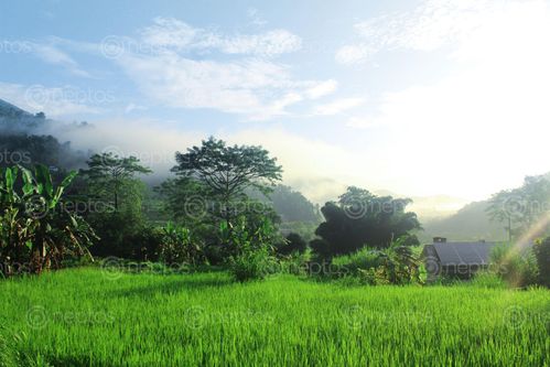Find  the Image green,rice,field,modern,solar,system  and other Royalty Free Stock Images of Nepal in the Neptos collection.