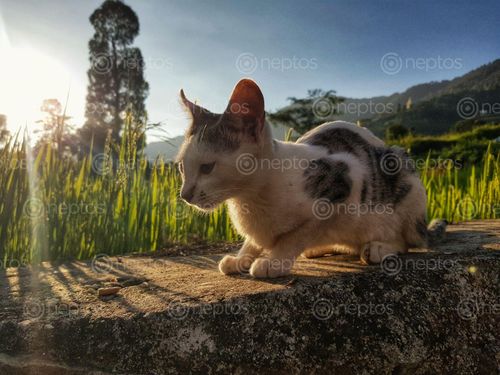 Find  the Image cat,eating,biscuits  and other Royalty Free Stock Images of Nepal in the Neptos collection.