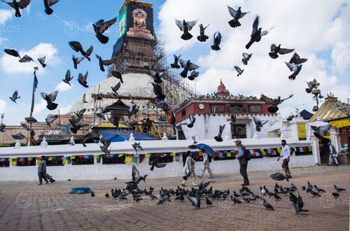 Find  the Image photo,unesco,world,heritage,site,boudhanath,stupa,made,base,mandala,symbol,peace,prosperity,co-incidence,picture,greeted,flock,pigeons  and other Royalty Free Stock Images of Nepal in the Neptos collection.
