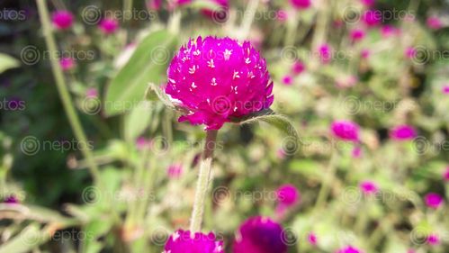 Find  the Image flowergraphy,samsung,j7,mobilegraphy,tihar,special  and other Royalty Free Stock Images of Nepal in the Neptos collection.