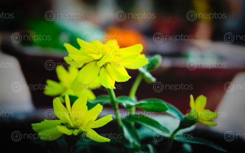 Find  the Image yellow,flower,vessel,gamala  and other Royalty Free Stock Images of Nepal in the Neptos collection.