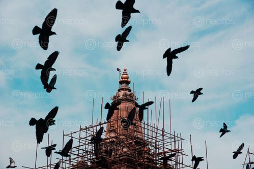 Find  the Image glance,blue,sky,birds,fly  and other Royalty Free Stock Images of Nepal in the Neptos collection.