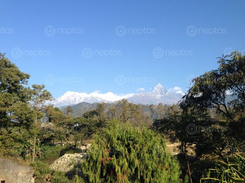 Find  the Image view,machhapuchhre,himal,pokhara  and other Royalty Free Stock Images of Nepal in the Neptos collection.