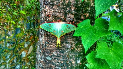 Find  the Image luna,moth,lime-green,colored,wings,white,body  and other Royalty Free Stock Images of Nepal in the Neptos collection.