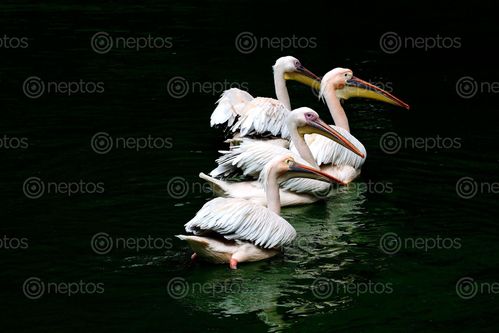 Find  the Image great,white,pelican,captured,bird,species,nepal  and other Royalty Free Stock Images of Nepal in the Neptos collection.
