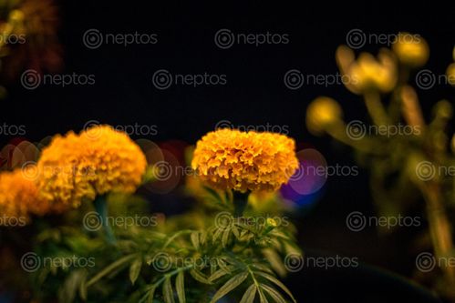 Find  the Image tihar,vibes,marigold,widely,flowers,nepalese,festival  and other Royalty Free Stock Images of Nepal in the Neptos collection.