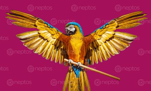 Find  the Image parrot,image,ready,kind,design  and other Royalty Free Stock Images of Nepal in the Neptos collection.