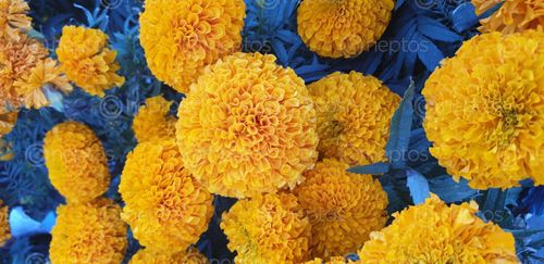 Find  the Image flower,blossom,tihar  and other Royalty Free Stock Images of Nepal in the Neptos collection.