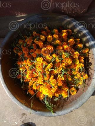 Find  the Image collecting,sayapatri,flower,tihar  and other Royalty Free Stock Images of Nepal in the Neptos collection.