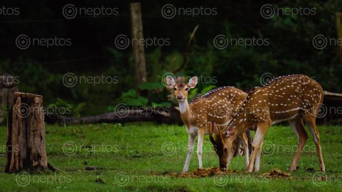 Find  the Image spotted,deer,eating,snacks  and other Royalty Free Stock Images of Nepal in the Neptos collection.