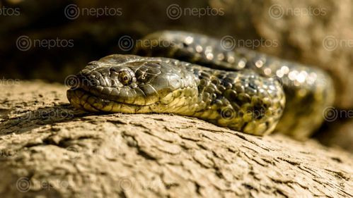 Find  the Image snake,closeup,taudaha  and other Royalty Free Stock Images of Nepal in the Neptos collection.