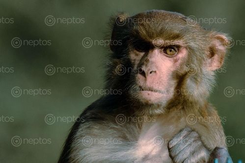 Find  the Image monkey,posing,camera  and other Royalty Free Stock Images of Nepal in the Neptos collection.