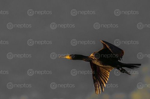 Find  the Image cormorant,flying,taudaha  and other Royalty Free Stock Images of Nepal in the Neptos collection.