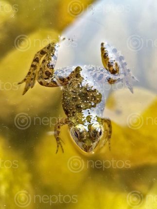 Find  the Image frog,pond,happier,fish,vast,ocean,happy  and other Royalty Free Stock Images of Nepal in the Neptos collection.