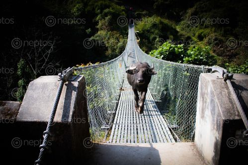 Find  the Image buffalo,crossing,suspension,bridge,annapurna,conservation,area,kaski,nepal  and other Royalty Free Stock Images of Nepal in the Neptos collection.