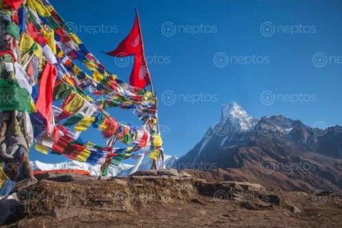 Find  the Image nepal,flag,beautiful,mardi,himal,back  and other Royalty Free Stock Images of Nepal in the Neptos collection.