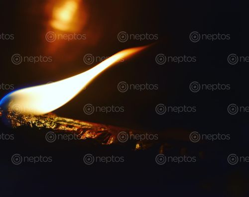 Find  the Image diyo,back,tihar  and other Royalty Free Stock Images of Nepal in the Neptos collection.