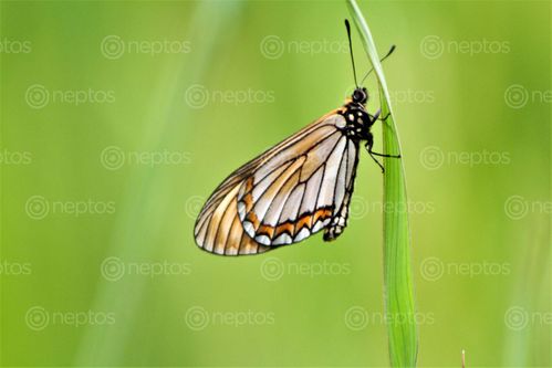 Find  the Image butterfly,fetish  and other Royalty Free Stock Images of Nepal in the Neptos collection.
