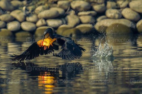 Find  the Image breakfast,beautiful,cormorant  and other Royalty Free Stock Images of Nepal in the Neptos collection.