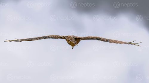 Find  the Image soar,sky,grabbing,freedom,wings  and other Royalty Free Stock Images of Nepal in the Neptos collection.