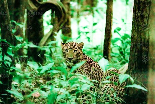 Find  the Image common,leopard,clicked,inside,parsa,national,park  and other Royalty Free Stock Images of Nepal in the Neptos collection.