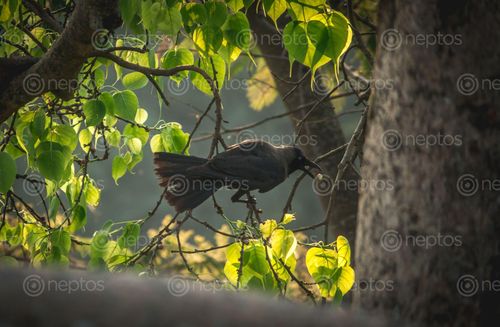 Find  the Image crow,eat,fruits,tree  and other Royalty Free Stock Images of Nepal in the Neptos collection.