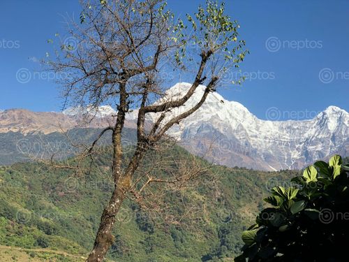 Find  the Image ghandruk,view,shot,iphonex  and other Royalty Free Stock Images of Nepal in the Neptos collection.