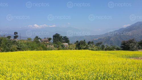 Find  the Image mustard,farm,goganpani,dhading  and other Royalty Free Stock Images of Nepal in the Neptos collection.