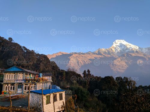 Find  the Image early,morning,shot,tadapani  and other Royalty Free Stock Images of Nepal in the Neptos collection.