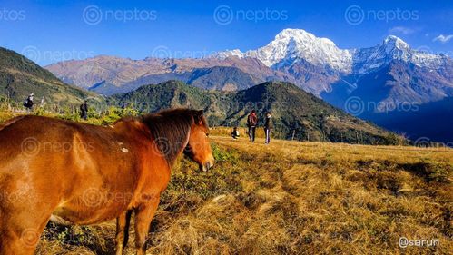 Find  the Image photo,visit,ghandruk,shot,redmi,note,aiin,hdr,mode  and other Royalty Free Stock Images of Nepal in the Neptos collection.
