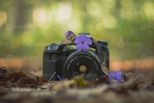 Find  the Image flowers,camera  and other Royalty Free Stock Images of Nepal in the Neptos collection.