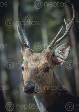 Find  the Image magnificent,image,antlers  and other Royalty Free Stock Images of Nepal in the Neptos collection.