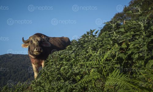 Find  the Image buffalo,enjoying,grass  and other Royalty Free Stock Images of Nepal in the Neptos collection.