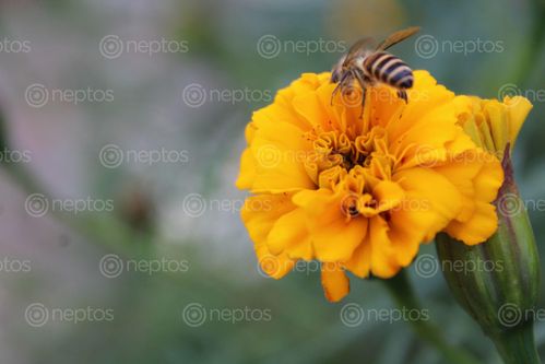 Find  the Image beautiful,part,nature,insects,flowers,work,florish,pollain,grains,spreading,beauty,colours  and other Royalty Free Stock Images of Nepal in the Neptos collection.
