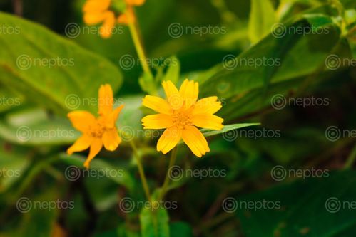 Find  the Image beautiful,yellow,flower  and other Royalty Free Stock Images of Nepal in the Neptos collection.