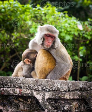 Find  the Image mother's,love,pay  and other Royalty Free Stock Images of Nepal in the Neptos collection.