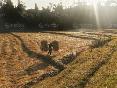 Find  the Image farmer,working,cold,days,sun,rising  and other Royalty Free Stock Images of Nepal in the Neptos collection.